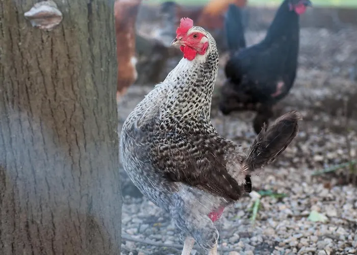 Gaestehaus Temitzhof