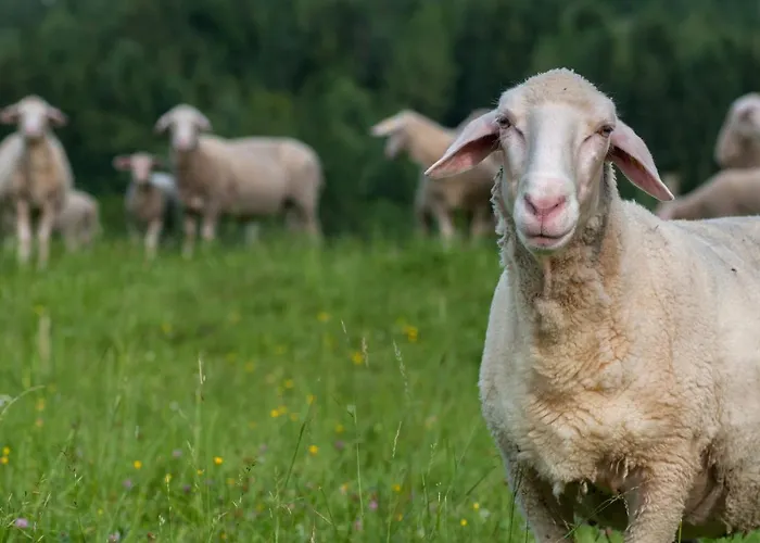 Apartament Gaestehaus Temitzhof Latschach ober dem Faakersee