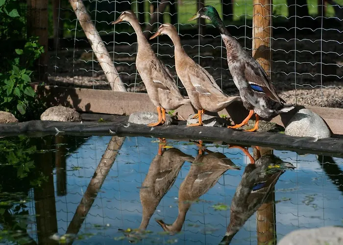 Apartament Gaestehaus Temitzhof *