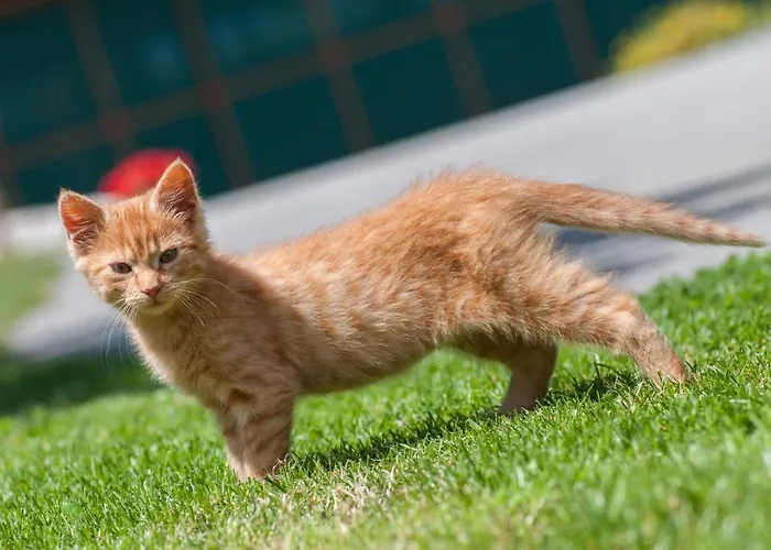 Gaestehaus Temitzhof Apartament Latschach ober dem Faakersee